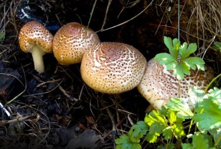   , Lepiota aspera